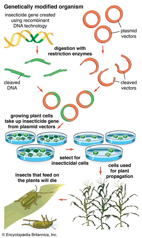 is omega a trans clone|is omega genetically modified.